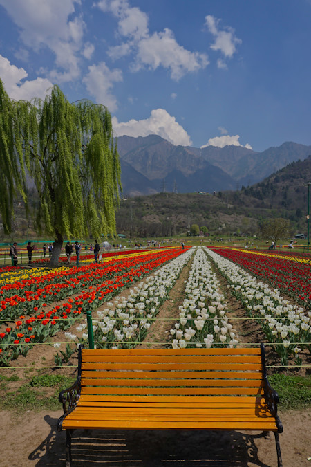 Flowers, Garden, Landscapes, Nature, Outdoors, Photography, Plants, Scenery, Travel, Tulips